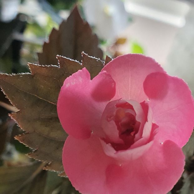 Vanilia Custard - Achimenes 2023