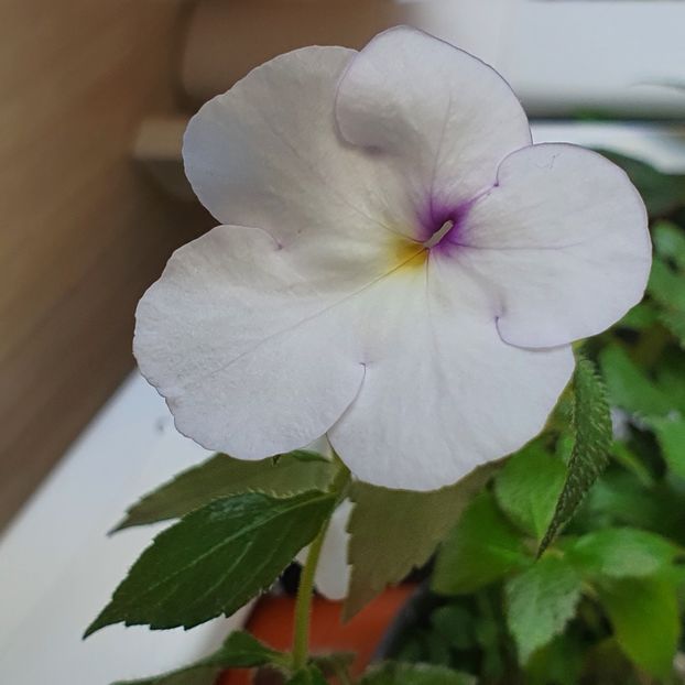 Hymalaian Angel - Achimenes 2023