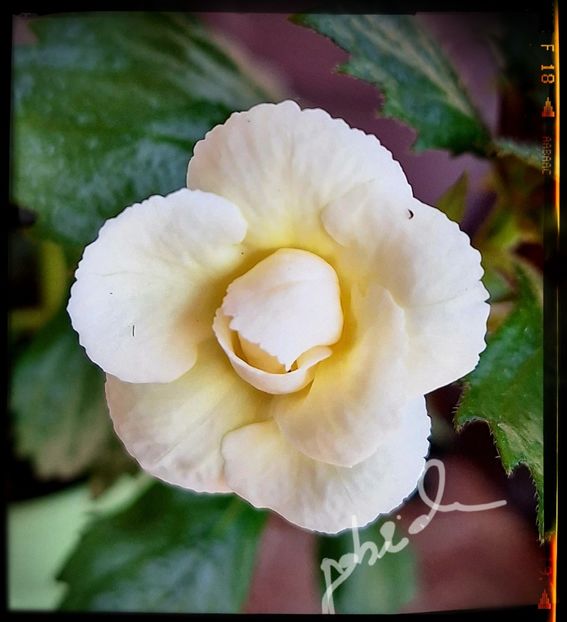 Lemon Orchard - Achimenes