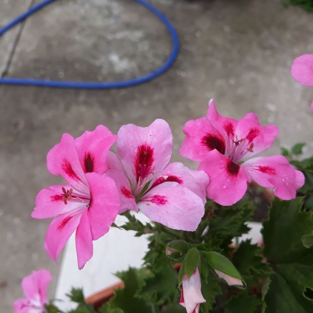  - Muscate 2017-2018- 2019-2020-2023-2024 - 2025