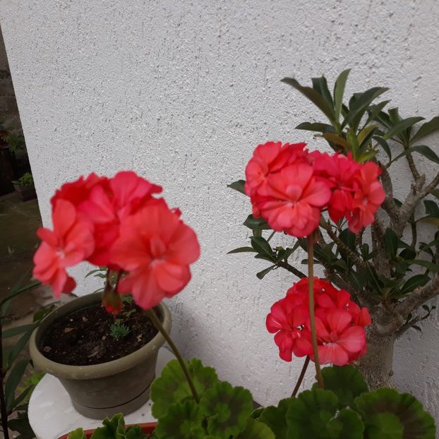 Sanda - Muscate 2017-2018- 2019-2020-2023-2024 - 2025