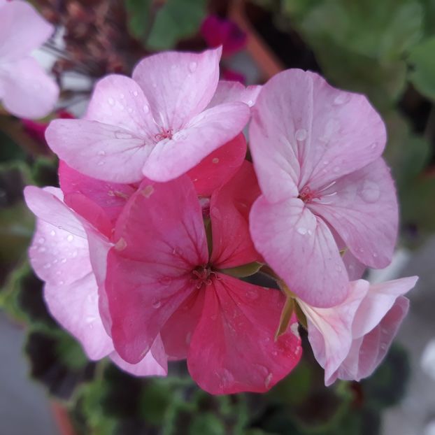 Puia - Muscate 2017-2018- 2019-2020-2023-2024 - 2025