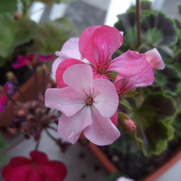  - Muscate 2017-2018- 2019-2020-2023-2024 - 2025