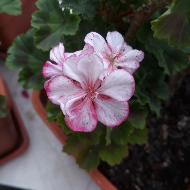  - Muscate 2017-2018- 2019-2020-2023-2024 - 2025