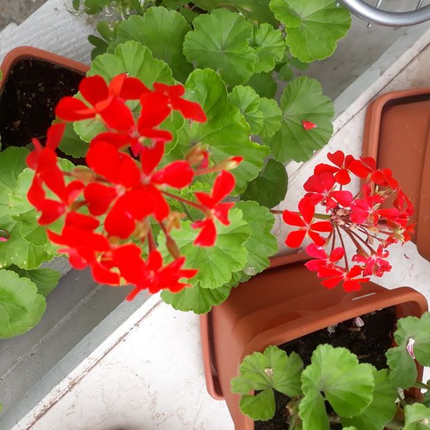  - Muscate 2017-2018- 2019-2020-2023-2024 - 2025