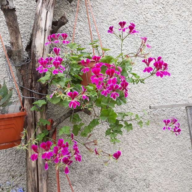  - Muscate 2017-2018- 2019-2020-2023-2024 - 2025