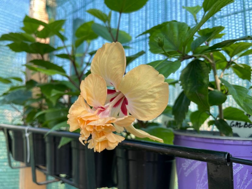 ECCABFB3-D910-454B-BC20-BF45B3530281 - 001 - Hibiscusi