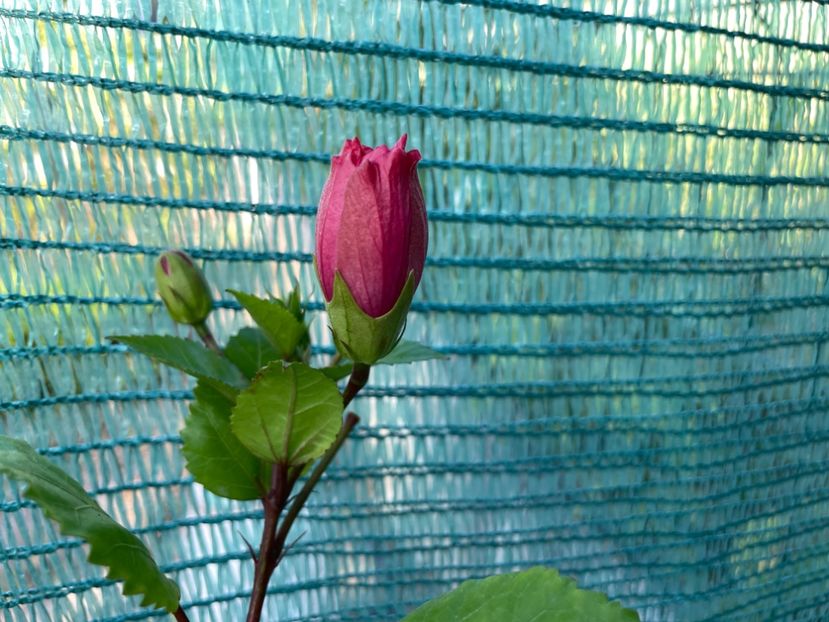 AEB45531-355D-431E-A0E2-69B4BF57A6E4 - 001 - Hibiscusi