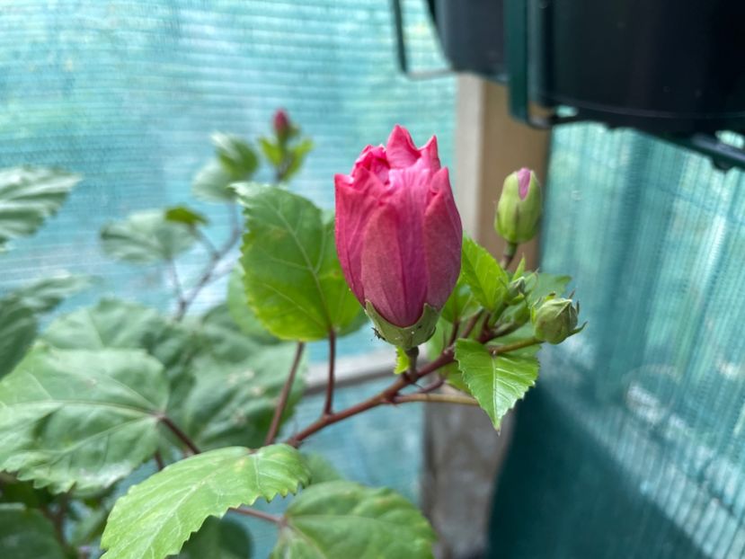 715FBCA5-67A7-41DB-91CD-67A3B9E6E229 - 001 - Hibiscusi