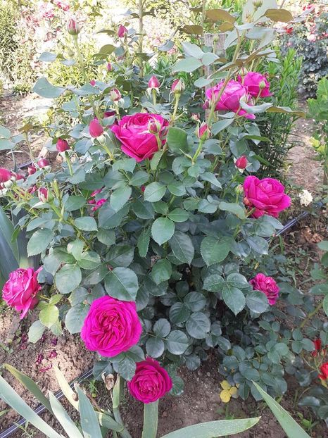  - Fur Elise floribunda-Kordes plantat primavara 2022