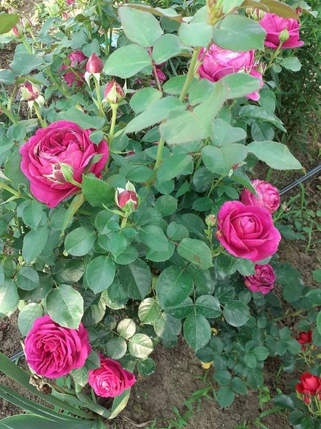  - Fur Elise floribunda-Kordes plantat primavara 2022