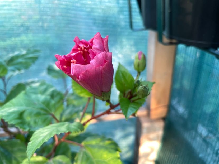 1622E880-E70A-494C-AAB3-715BD30D392A - Kona