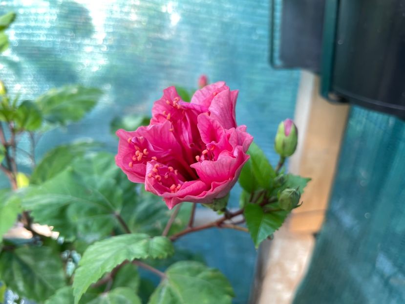 4B95BF60-3E8D-4773-978F-59A9B48844C2 - Kona