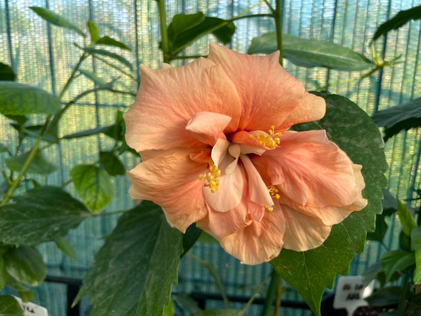 902F2915-FF0F-408D-B5E6-35B30F9DB5CE - Clasici - Apricot Dublu și Alb Dublu