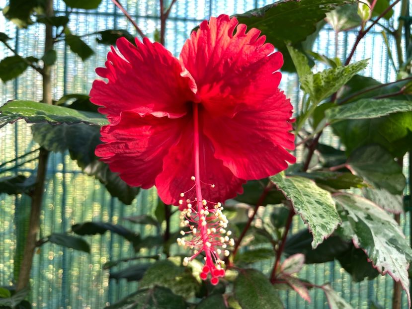 3F050C02-9DEA-4481-B44B-B96DCCF633AD - 001 - Hibiscusi