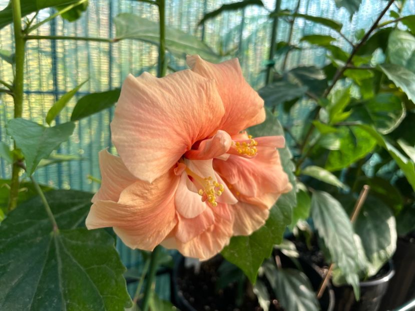 69EB7C3F-EB62-40E3-9229-FBA87C135C5A - 001 - Hibiscusi