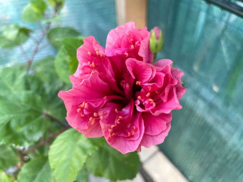 9F37C3F3-CA04-407D-9FE4-0712D3CD1073 - 001 - Hibiscusi