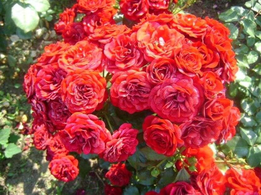  - Lavaglut floribunda Kordes-2019