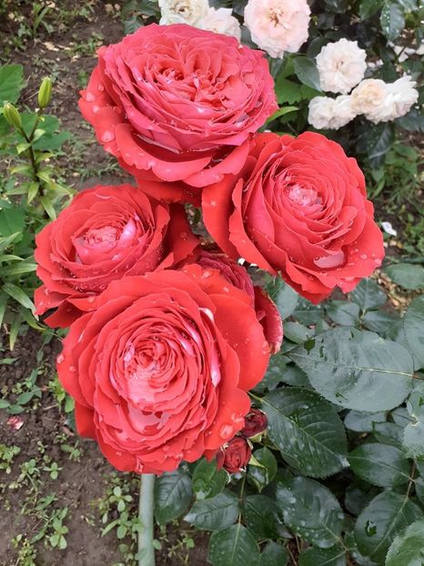  - Noemie de rothschild -