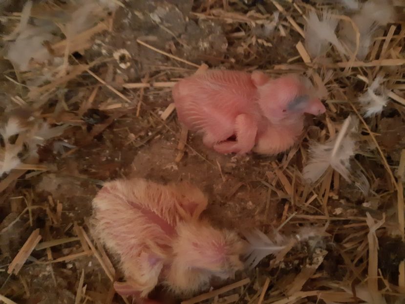  - 08 PUI TEXANI 2023