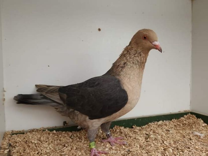  - Nu îmi aparțin 6