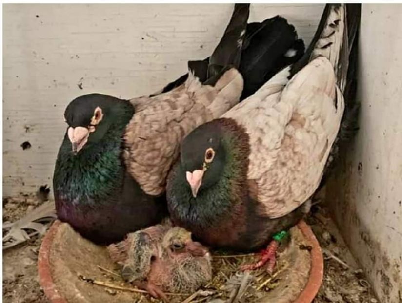  - Nu îmi aparțin 6