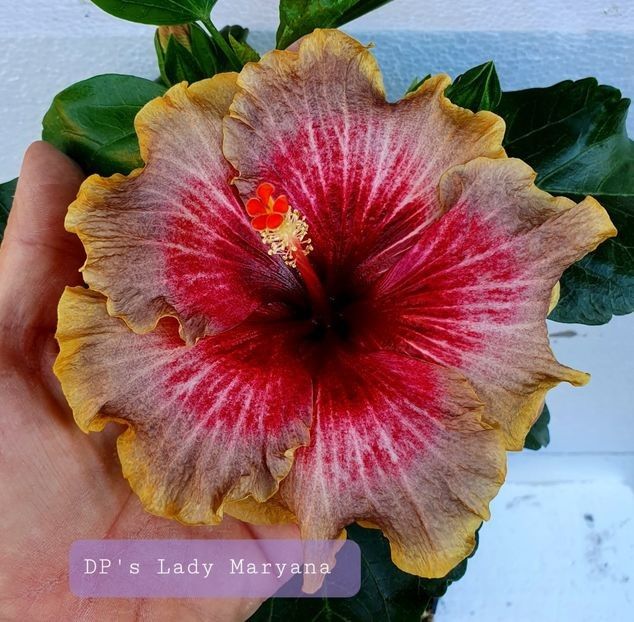 DPs Lady Maryana - 0 - A - Hibiscus R Sinensis - Tropical - Plante Altoite