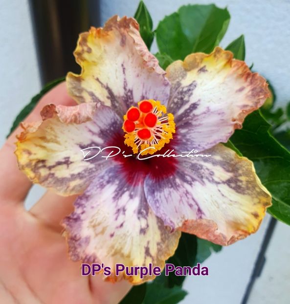 DPs Purple Panda - 0 - A - Hibiscus R Sinensis - Tropical - Plante Altoite