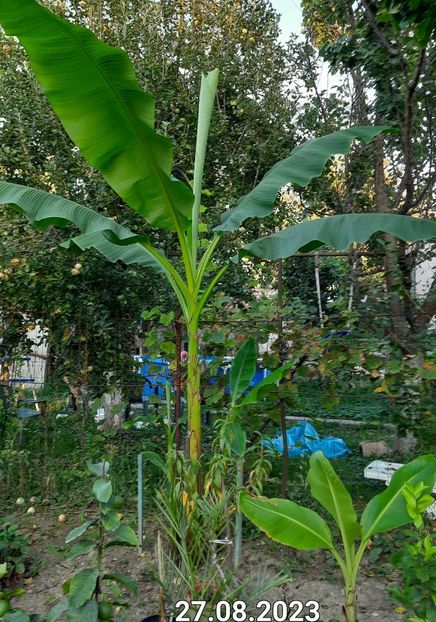 Banan Lugoj - Bananier Musa basjoo