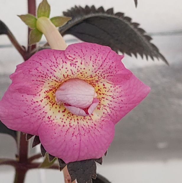  - RFs ROBERTO RAINBOW DREAM