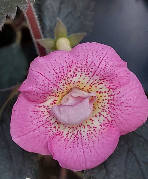  - RFs ROBERTO RAINBOW DREAM