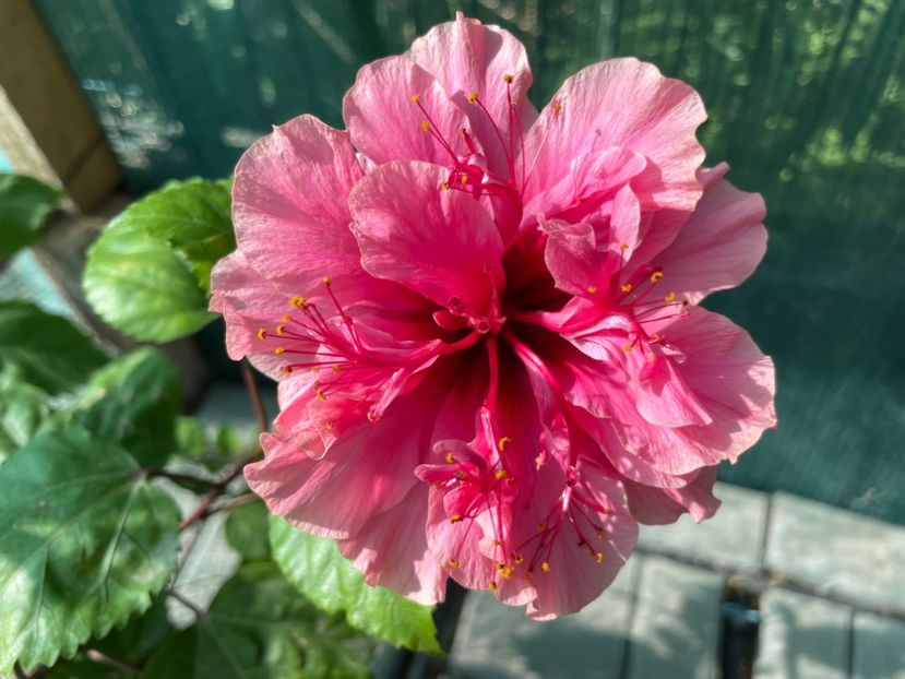 961EDE12-C428-4215-8594-5EA1507B12C1 - 001 - Hibiscusi