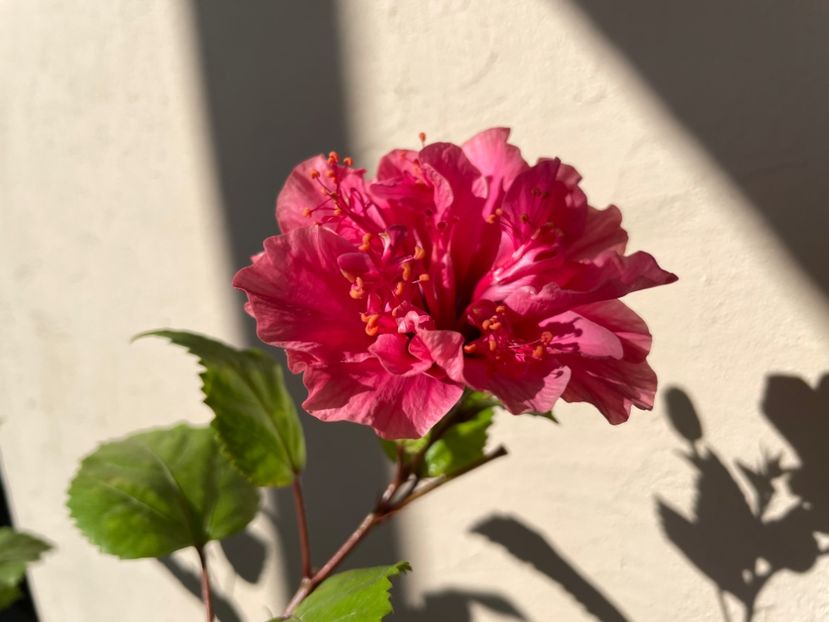 AECC43BB-9C08-4892-B588-2AB6F06D9284 - Kona