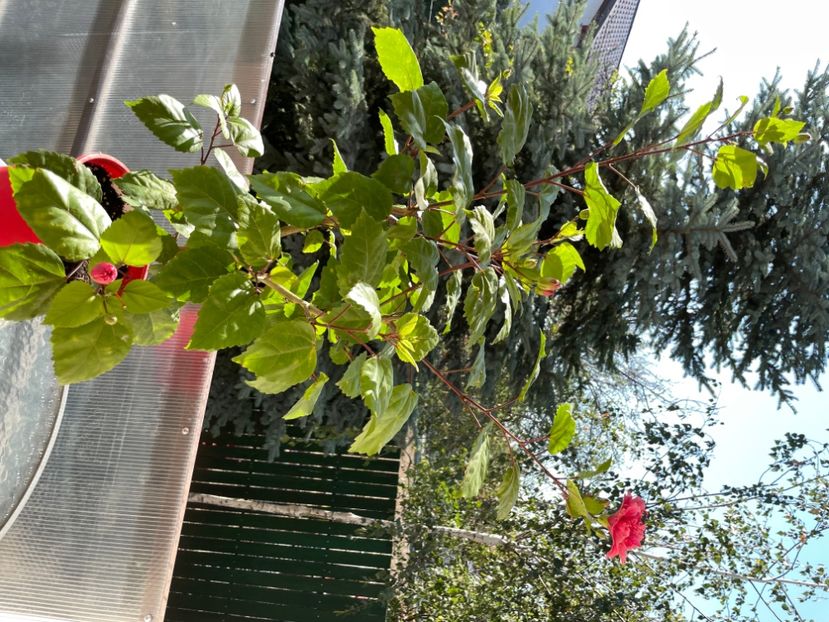 6E8E0358-BA1B-4B46-B336-9B8BC8B308C9 - Kona