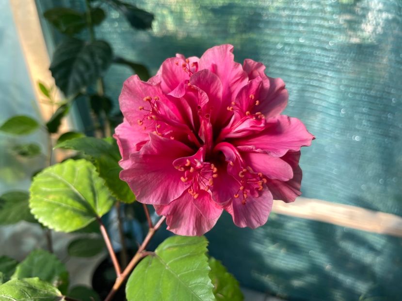 10030E55-7240-4F0D-B50C-EE4BC8BDB1A2 - Kona