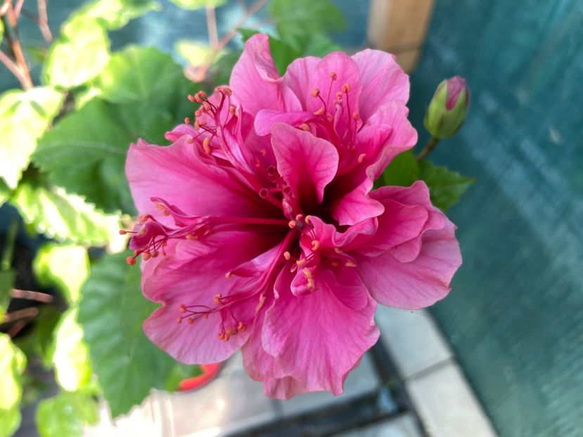 551ACE75-1C5D-4282-83D6-EE075BE8A0B6 - Kona