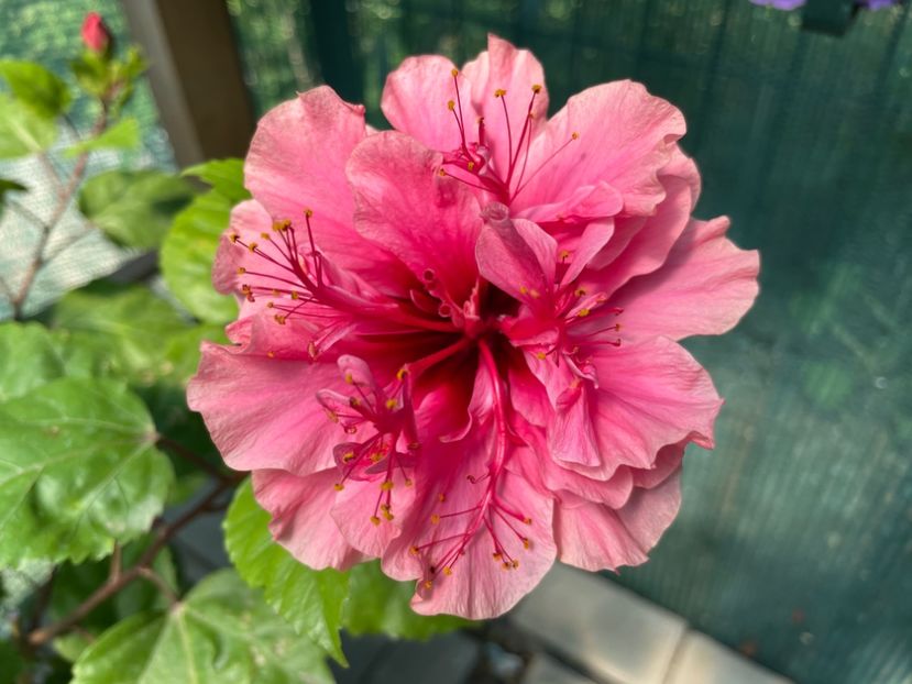 75349441-24AC-40B9-B9EE-D8BC81D9045C - Kona