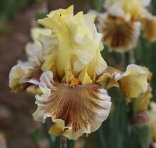 Fields Of Gold-91cm-65 - ACHIZITII IRISI AMERICA-2023