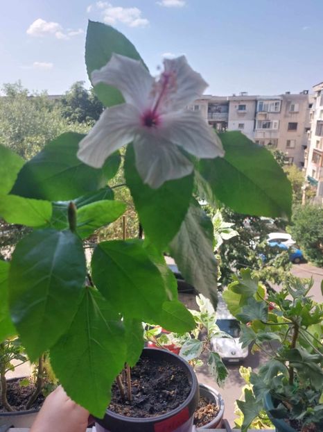 received_842250907553720 - Hibiscusi sfârșit de august