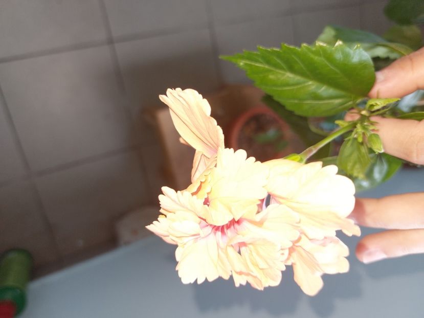  - Hibiscusi sfârșit de august