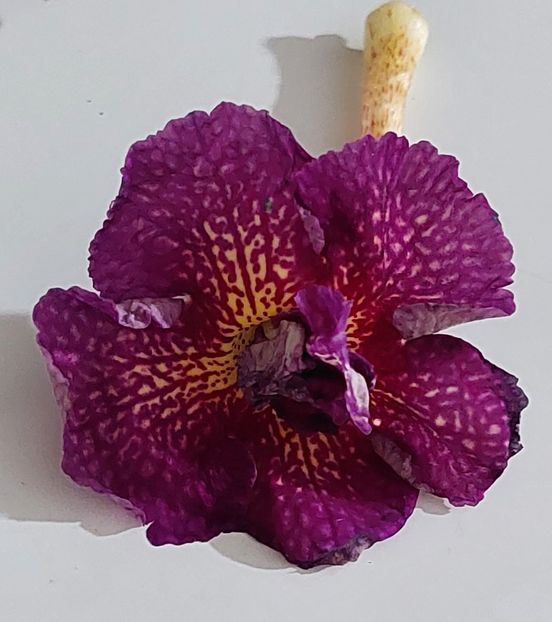  - AAA RIZOMI ACHIMENES DISPONIBILI -2023
