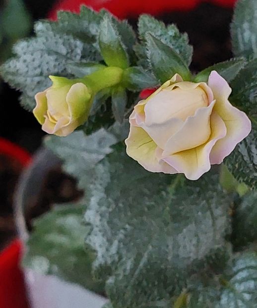  - BRID-S LUISA MARIA