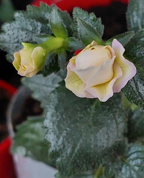  - BRID-S LUISA MARIA