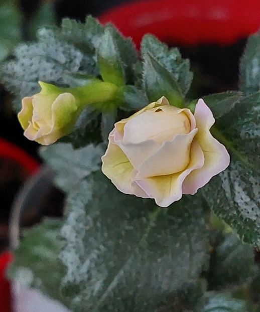  - BRID-S LUISA MARIA