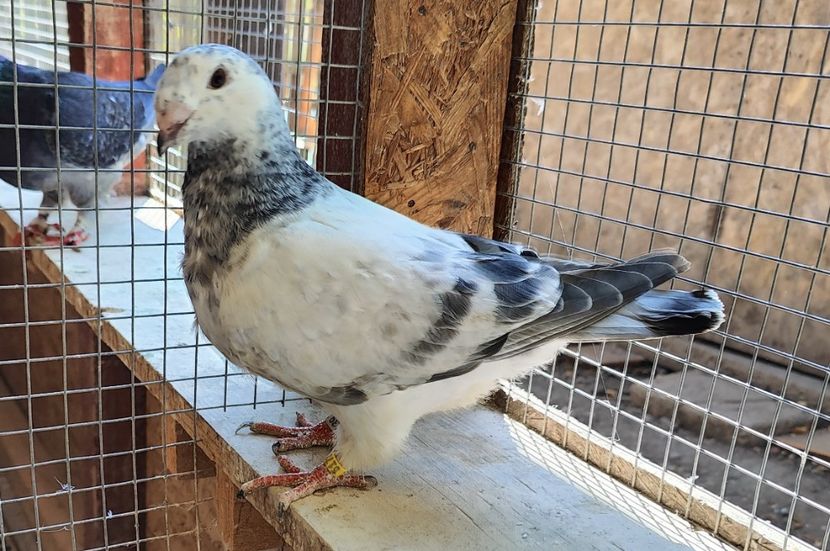 1 - Pui voiajor standard 2023