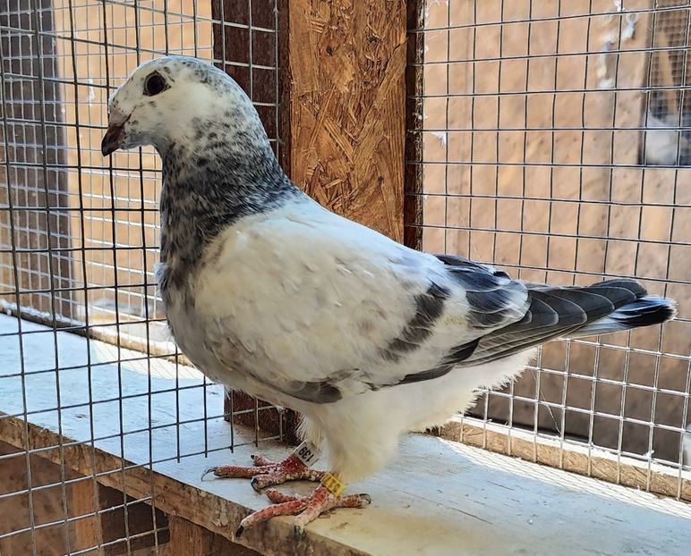 3 - Pui voiajor standard 2023