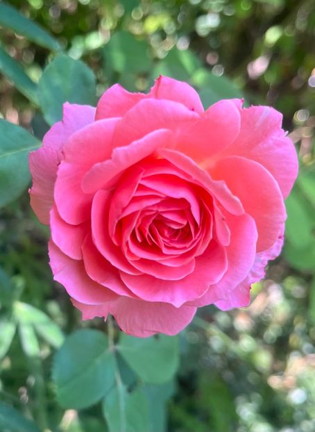 Laurent Cabral - Trandafiri 2023 3 2024