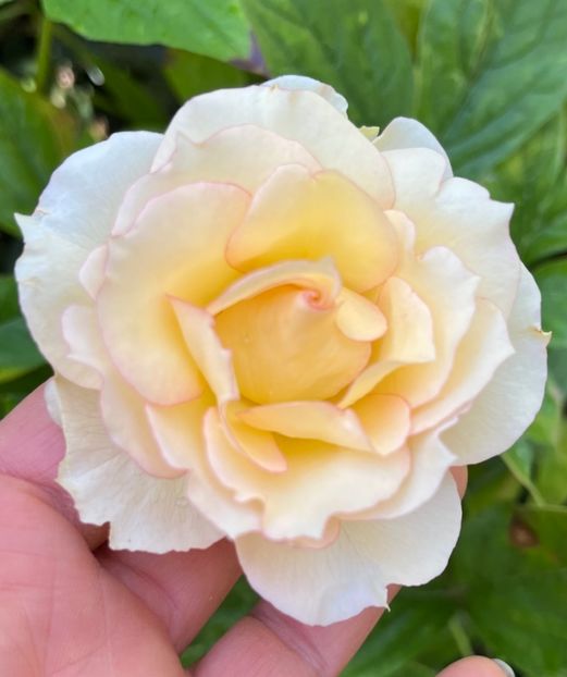 Jalitah - Trandafiri 2023 3 2024