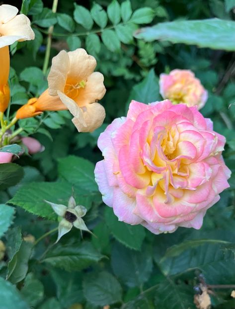 C2F9C76E-1BFA-4660-BAF5-96A759D0848E - Trandafiri 2023 3 2024