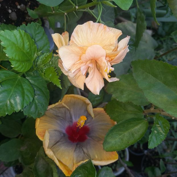 28.08.2023 - HIBISCUSI 2023-1